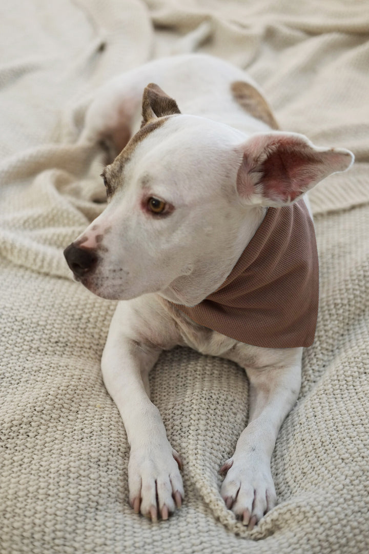 Dog wearing Organic Thermal Pet Bandana in Cocoa